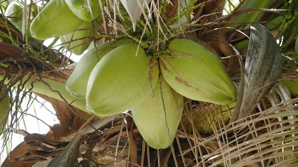 Aufwärts Geschossen Von Einem Bündel Junger Kokosfrüchte — Stockfoto