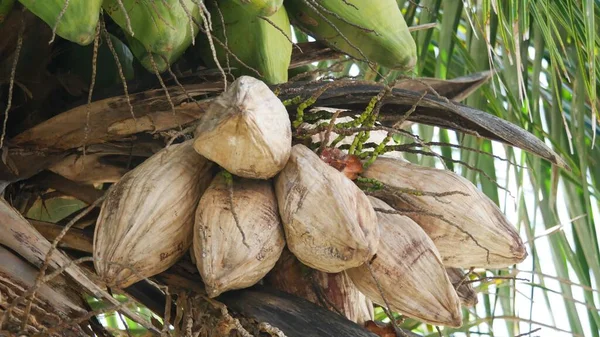 Mazzo Foglie Cocco Essiccate Con Giovani Frutti Cocco Verde Sopra — Foto Stock