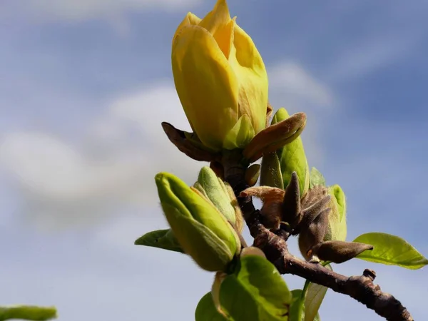 Banda Żółtych Pąków Kwiatowych Ujęcie Górę Zbliżenie — Zdjęcie stockowe