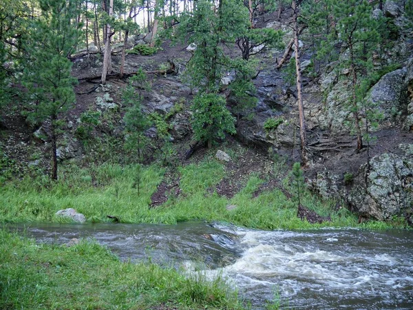Fluindo Água Riacho Fresco Parque Nacional Estado Custer South Dakota — Fotografia de Stock
