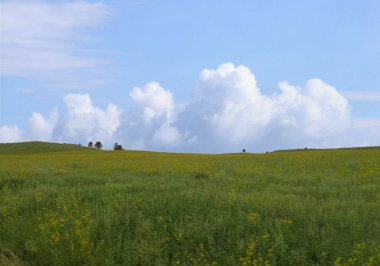 Güney Dakota 'daki Custer Eyalet Parkı' ndan yeşil çayır görünüyor..