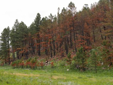 Güney Dakota Custer Eyalet Parkı 'ndaki bir yamaçtaki ağaçların renkli yaprakları..