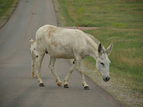 Cavallo Bianco Cammina Sulla Strada Con Puledro Seguendo Vicino Nel — Foto Stock