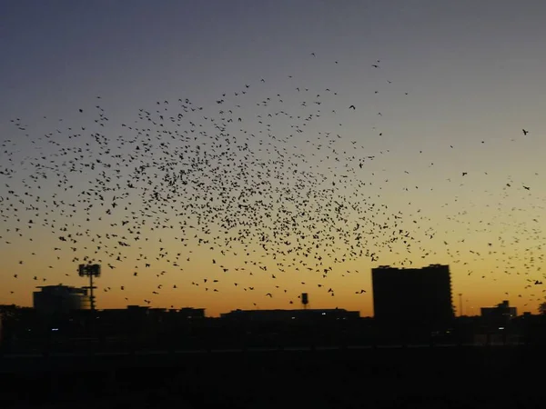 Mattina Presto Stormo Uccelli Oscurando Cielo — Foto Stock