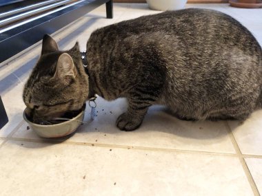 Küçük bir kaseden yemek yiyen kedi yavrusu, yaklaş.