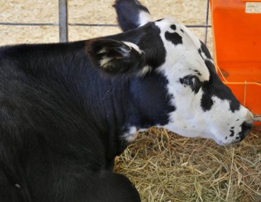 Bir ineğin başını yakın, yan görüş