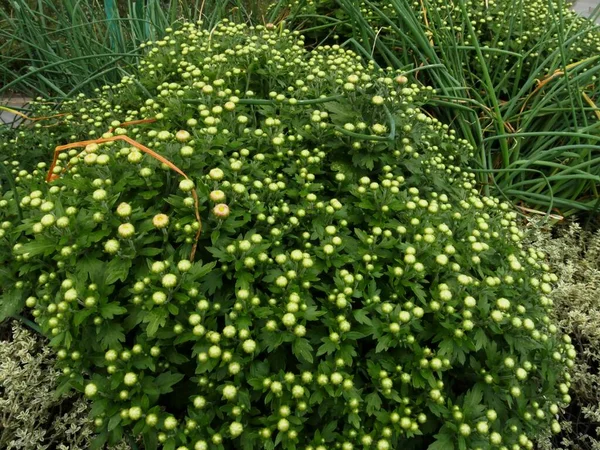 Gänseblümchen Sträucher Garten Mit Ungeöffneten Knospen — Stockfoto