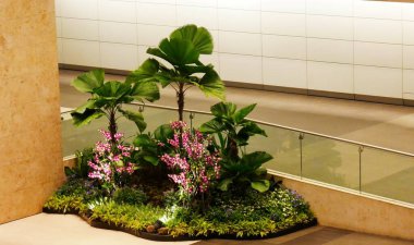 Singapur 'daki Changi Havalimanı içinde güzel bitkiler ve renkli çiçekler.