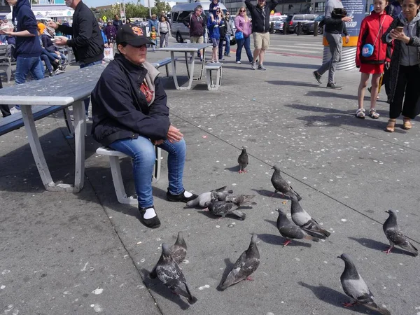 San Francisco California July 2018 Flock Pigeons Always Get Attention — 스톡 사진