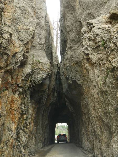 Custer State Park Νότια Ντακότα Ιούλιος 2018 Μέτριο Πλάνο Ενός — Φωτογραφία Αρχείου