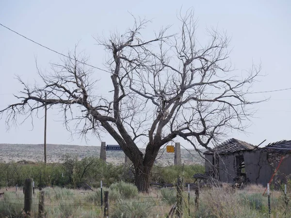 Gołe Drzewo Ruinami Zniszczonego Budynku Mieście Duchów Glenrio Jednym Miast — Zdjęcie stockowe