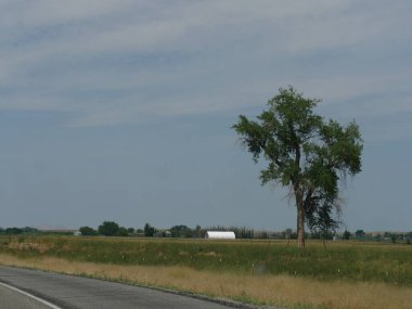Yalnız genç ağaç Wyoming 'de yol boyunca büyüyor.. 