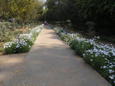 Yeni Delhi, Hindistan - Mart 2018: Yeni Delhi 'deki en popüler yerlerden biri olan Lodhi Bahçeleri' nde küçük beyaz çiçeklerle çevrili yürüyüş yolu. 