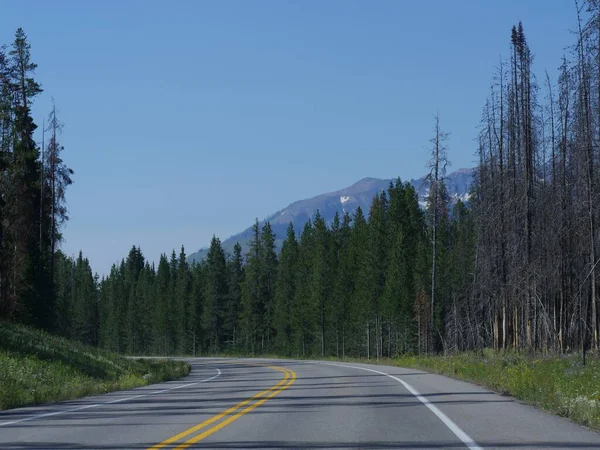 Winding Road Bordered Pine Trees Grand Teton National Park Wyoming — Stock Photo, Image