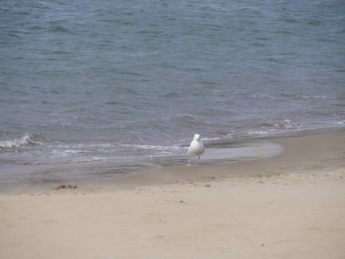 Beyaz bir kuş San Francisco 'da beyaz kumlu bir sahilde duruyor..