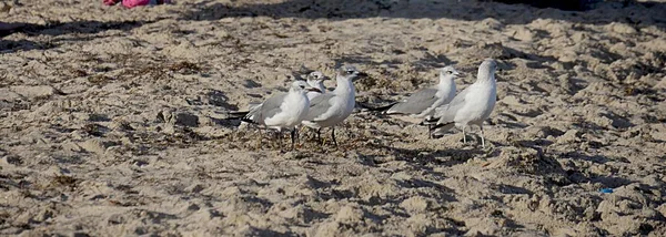 Flock White Birds Standing Sand Scouring Food Beachgoers — Stock Photo, Image