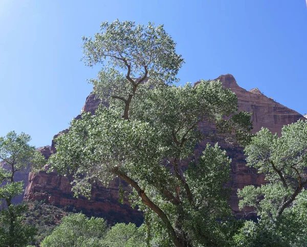 Rote Felsklippen Nachmittagssonnenlicht Eingerahmt Von Bäumen Zion National Park Utah — Stockfoto