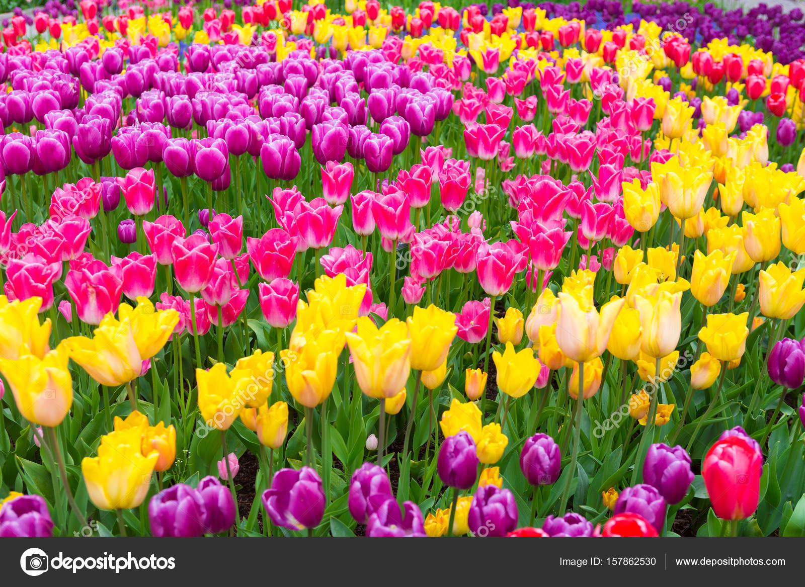 Field Of Colorful Tulips Scagit Valley Tulip Festival In