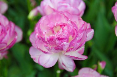 Scagit Vadisi Lale Festivali Washington'da.