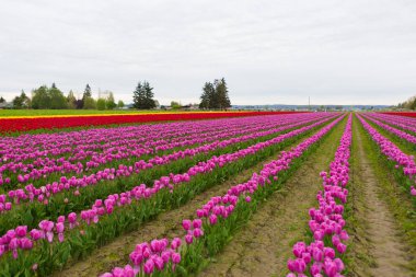 Scagit Vadisi Lale Festivali Washington'da.