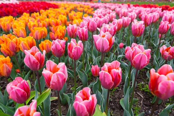 Scagit Valley Tulip Festival in Washington. — Stockfoto