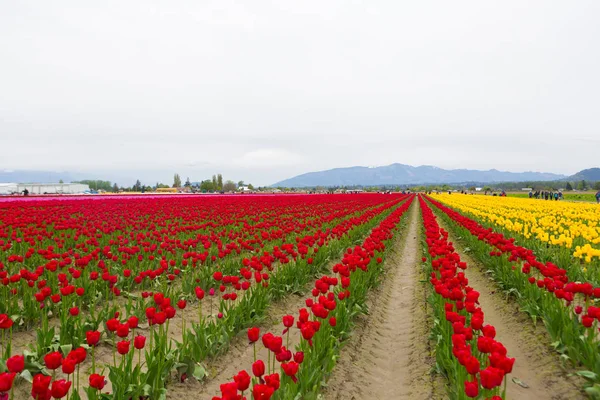 Tulpenfest im Scagit Valley in Washington. — Stockfoto