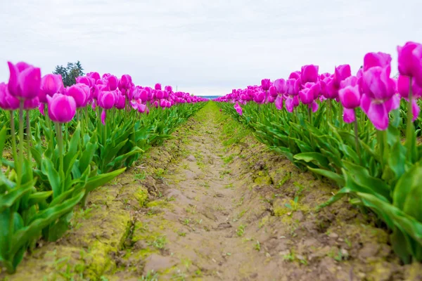 Scagit Valley Tulip Festival in Washington. — Stockfoto
