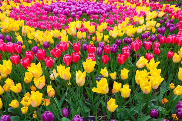 Gebied van kleurrijke tulpen. Scagit Valley Tulip Festival in Washington. — Stockfoto