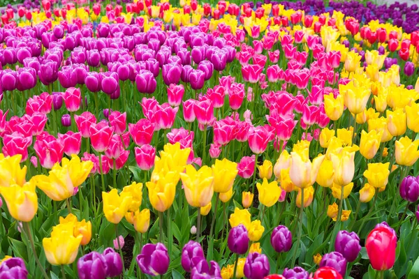 Gebied van kleurrijke tulpen. Scagit Valley Tulip Festival in Washington. — Stockfoto