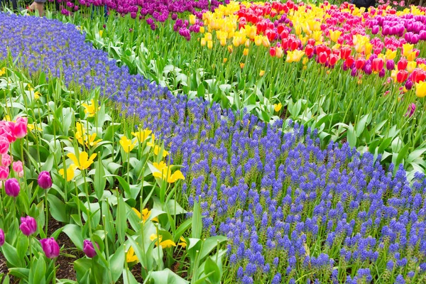 Weergave van muscari pad. Scagit Valley Tulip Festival in Washington. — Stockfoto