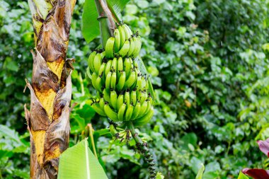 Salkım muzu Hana Otoban, Maui, Hawaii yakınındaki.