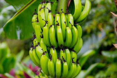 Salkım muzu Hana Otoban, Maui, Hawaii yakınındaki.