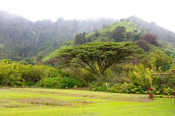 Picturesque view of Hana Rainforest — Stock Photo, Image