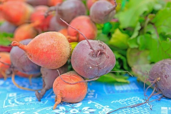 Variedad colorida de remolacha a la venta en el mercado de agricultores locales . — Foto de Stock