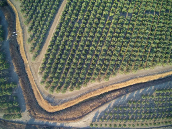 Bella vista aerea del grande frutteto di mandorle — Foto Stock