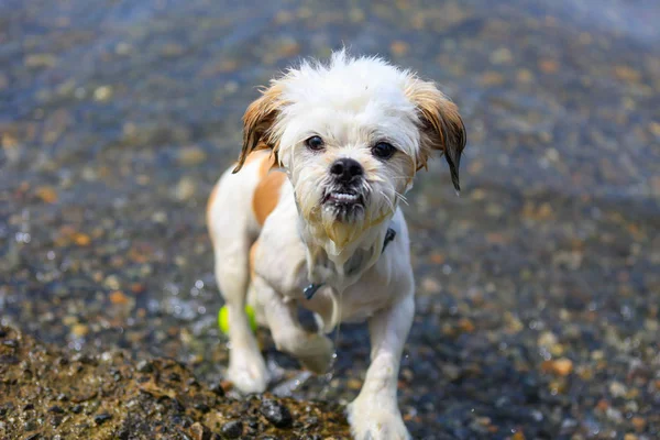 Roztomilý pejsek Shih Tzu, hraje na pláži. — Stock fotografie