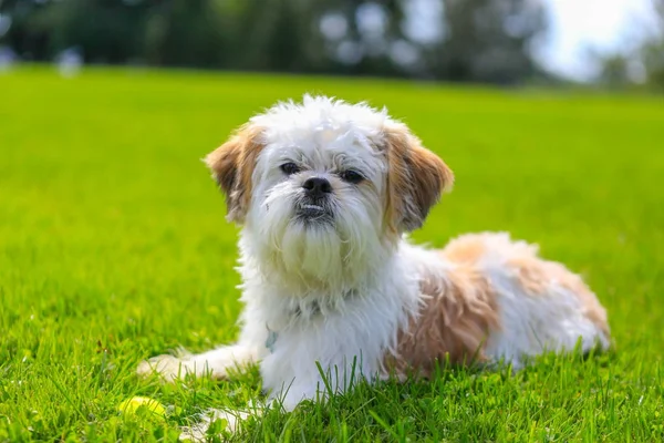 Süßer kleiner shih tzu Hund liegt auf dem Gras. — Stockfoto
