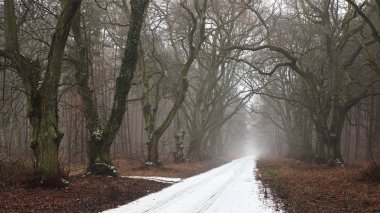 kar ve sis karanlık ormanın içinde bir orman yolu
