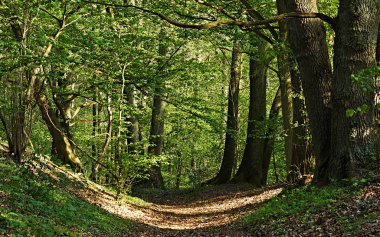 Ormana yaprakları yolu ile kaplı.