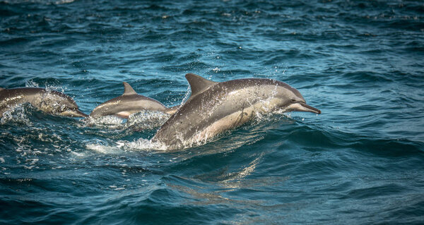 Jumping dolphins along the coast of Sri Lanka