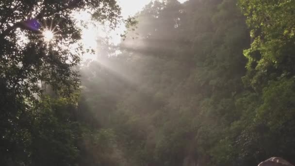 Brzy ráno v džungli Sumatra — Stock video