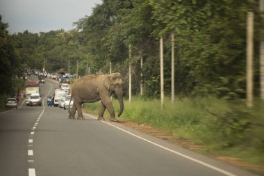 Vahşi fil yol geçtikten