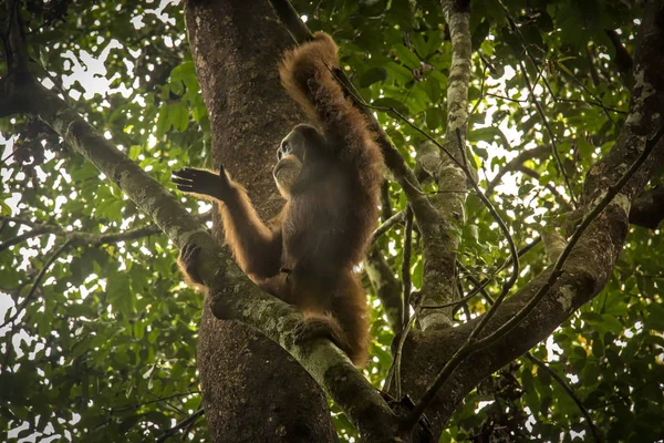 Wild Orangutan showing the way