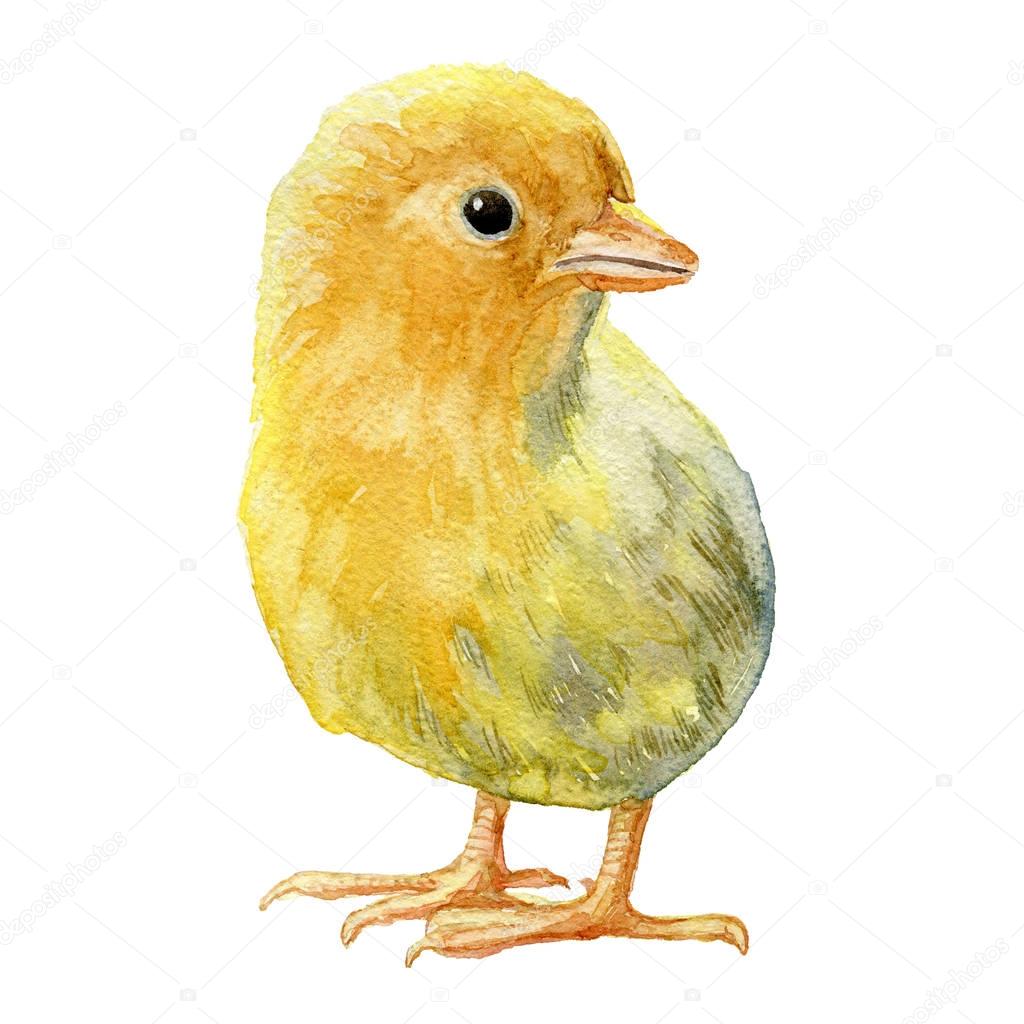 Yellow chicken on white background