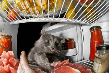 kedi ürünleri ve et çalmak buzdolabı