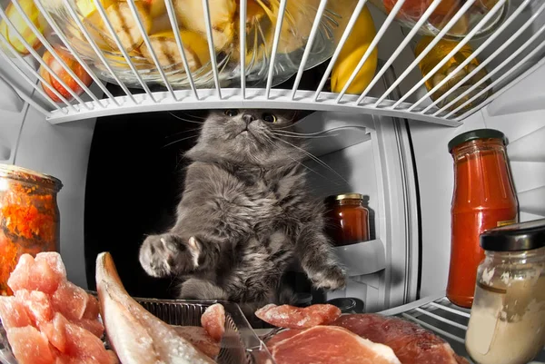 Katze im Kühlschrank stiehlt Produkte und Fleisch 2 — Stockfoto