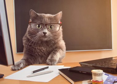 kedi işadamı masada gözlüklü
