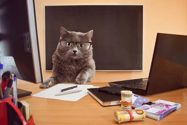 Кіт бізнесмен в окулярах за столом4 — стокове фото