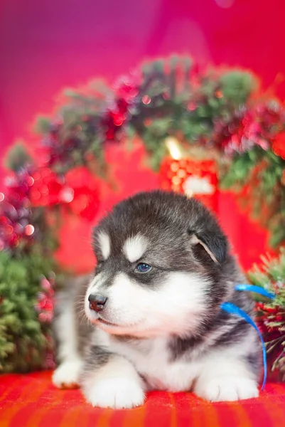 Kırmızı bir arka plan üzerinde oturan köpek yavrusu — Stok fotoğraf