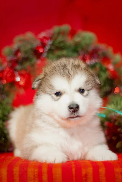 Puppy sitting on a red background — Stock Photo, Image
